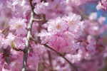 20150409サクラ‘ヤエベニシダレ’	桜‘八重紅枝垂’	Cerasus pendula‘Pleno-rosea’	4月
